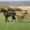 Sage driving a Meadowbrook style cart for 1st time.