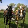 Sage & Brutus driving a Pioneer forecart for 1st time.