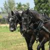 Ernie & PaytonE - 3 year old Percheron geldings.