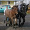 Moose & Abel - Moose as a yearling  learning to walk with next to a horse while being driven.