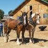 Shrek (Clyde/Shire cross) and Vin (Belgian)