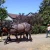 Cathie Matzinger driving her horse Shrek with my horse Abel (blue roan).