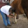 Halley - Learning to stand quietly, pick up her feet and have them cleaned.