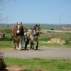 Brutus & Sugar - 5 year old Brabant mare in the early stages of learning to drive.
