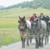 Moose & Abel - Pulling a wagon on an overnight trip into the foothills of Paskenta.