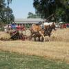 Chance & Brutus pulling a binder at the Patrick Ranch Threshing Bee.