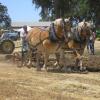 Chance & Brutus plowing at the Patrick Ranch Annual Threshing Bee.