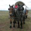 Moose & Abel pulling our wagon on a wagon train from California to Idaho in 2010.