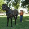 Sage - 2 Year old Percheron filly that I started in both team & single driving.