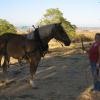 Luke - An approximately 2 year old Belgian gelding that I rescued as a yearling.