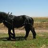 Ernie & Payton being ground driven around the farm.